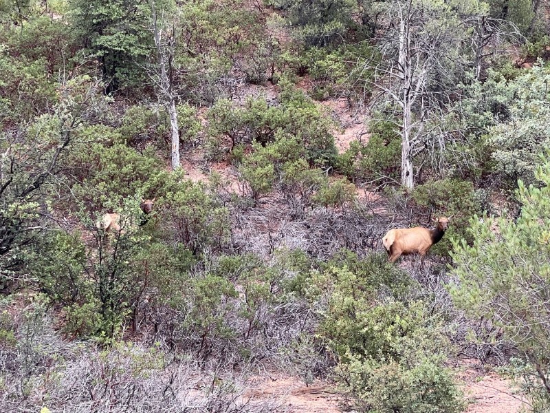 Elk in the forest behind the property